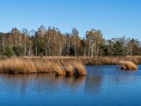 Trockene, lange Grasbüschel im Moorsee mit herbstlichen Birken dahinter